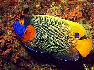Blåhoved brillekejser (Pomacanthus xanthometopon) medium